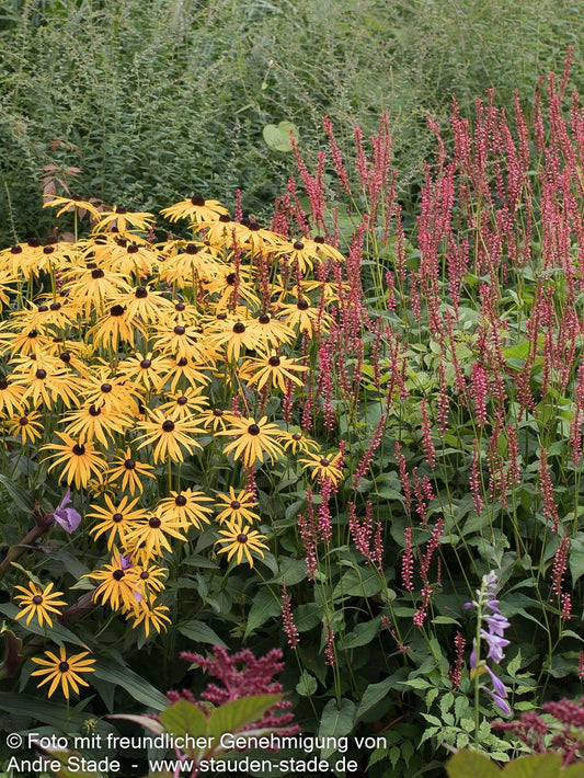 Leuchtender Sonnenhut 'Goldsturm' (Rudbeckia fulgida sullivantii)