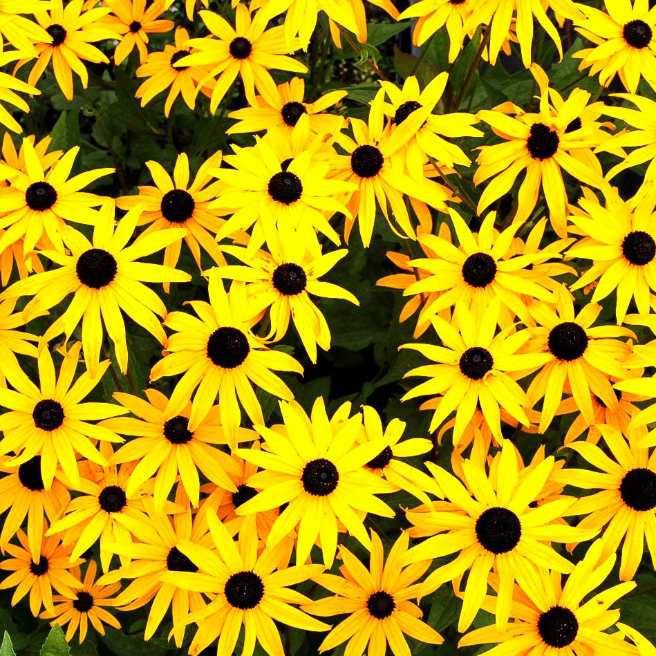 Leuchtender Sonnenhut 'Goldsturm' (Rudbeckia fulgida sullivantii)