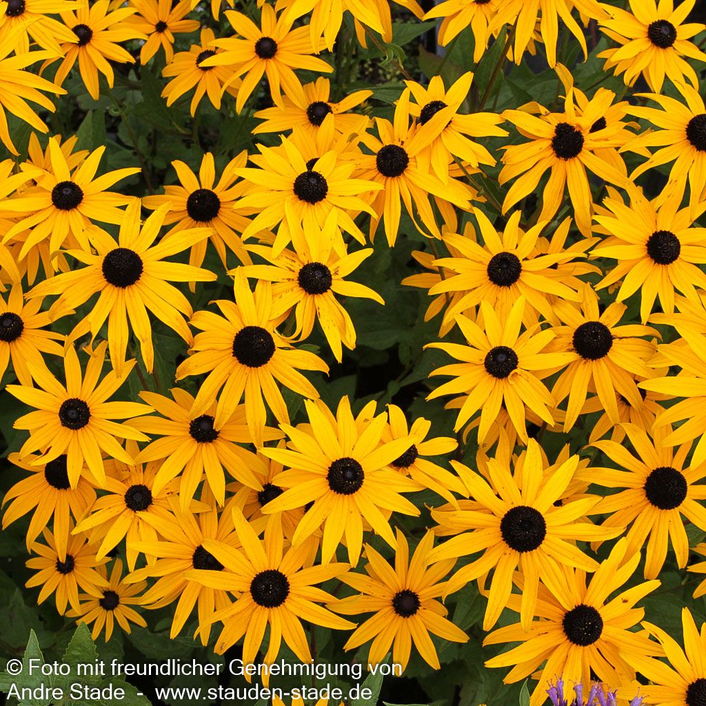 Leuchtender Sonnenhut 'Goldsturm' (Rudbeckia fulgida sullivantii)