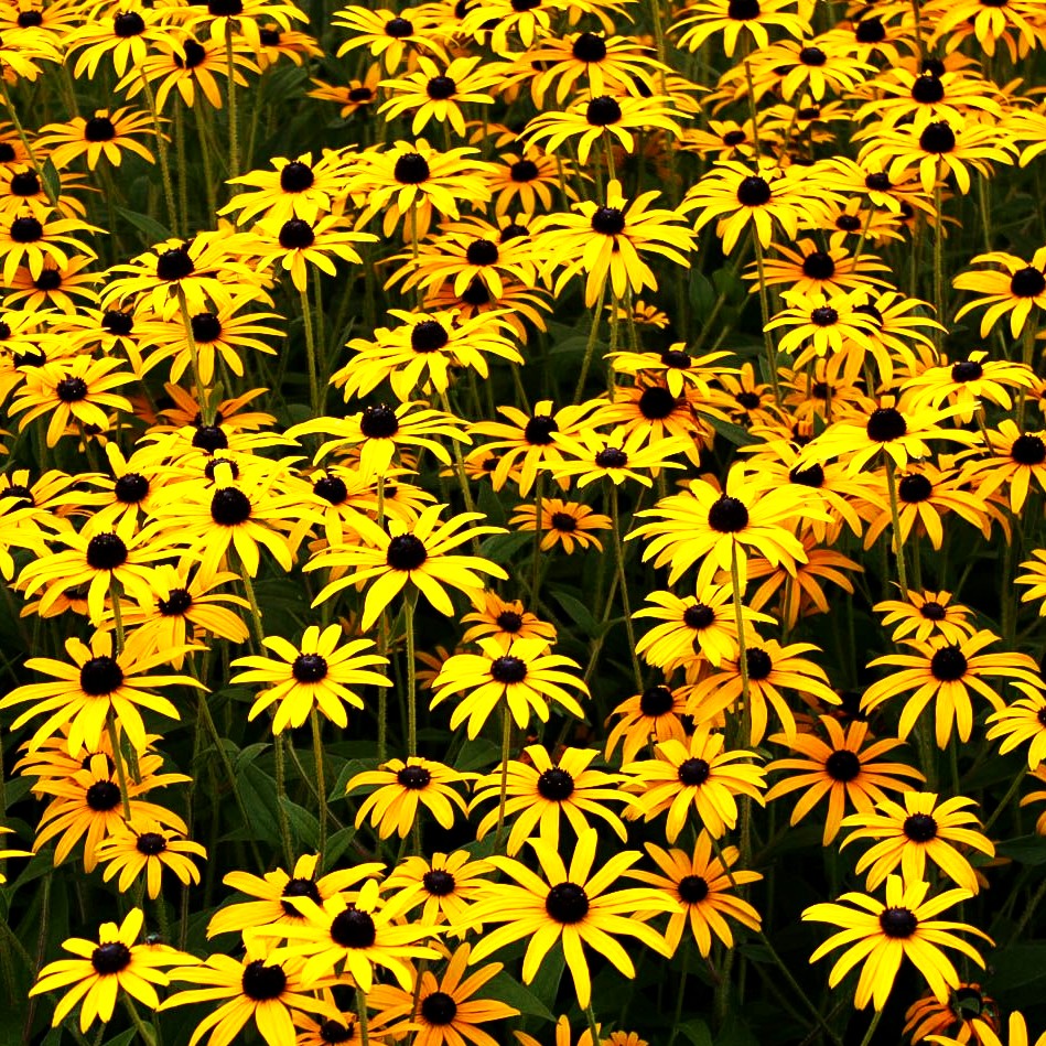 Leuchtender Sonnenhut 'Goldsturm' (Rudbeckia fulgida sullivantii)