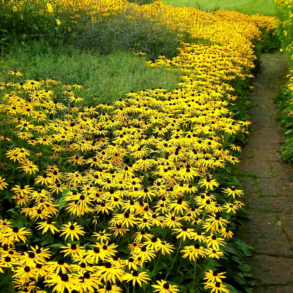 Leuchtender Sonnenhut 'Goldsturm' (Rudbeckia fulgida sullivantii)