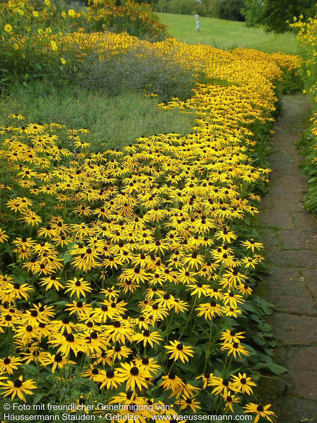 Leuchtender Sonnenhut 'Goldsturm' (Rudbeckia fulgida sullivantii)