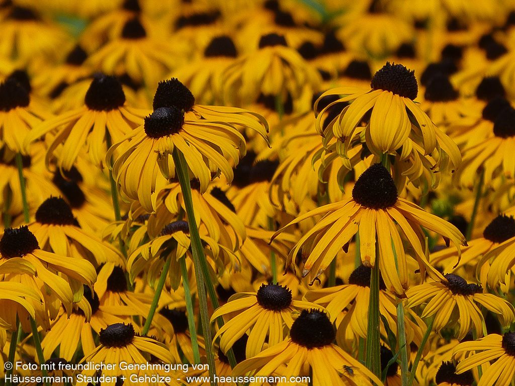 Leuchtender Sonnenhut 'Goldsturm' (Rudbeckia fulgida sullivantii)