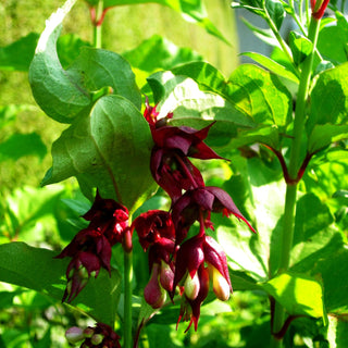Leycesterie (Leycesteria formosa)