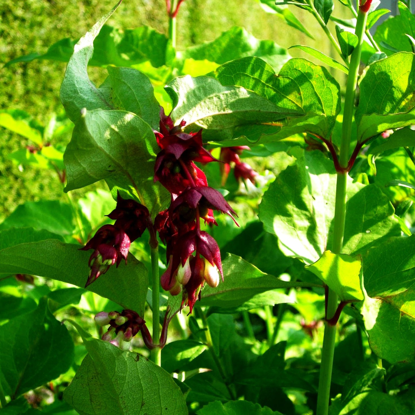 Leycesterie (Leycesteria formosa)