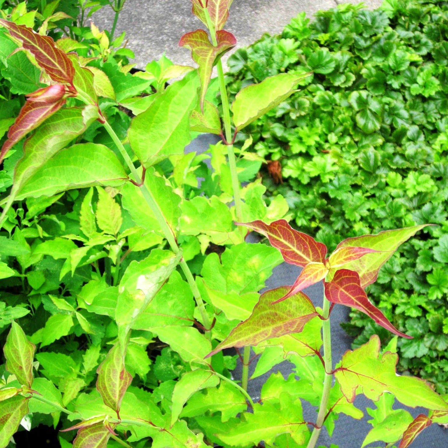Leycesterie (Leycesteria formosa)