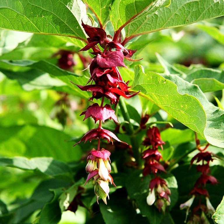 Leycesterie (Leycesteria formosa)