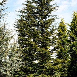 Libanon-Zeder (Cedrus libani)