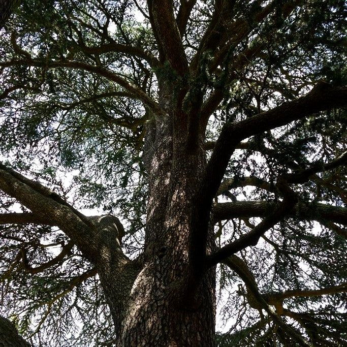 Libanon-Zeder (Cedrus libani)