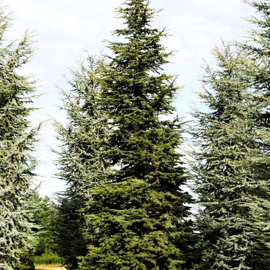 Libanon-Zeder (Cedrus libani)