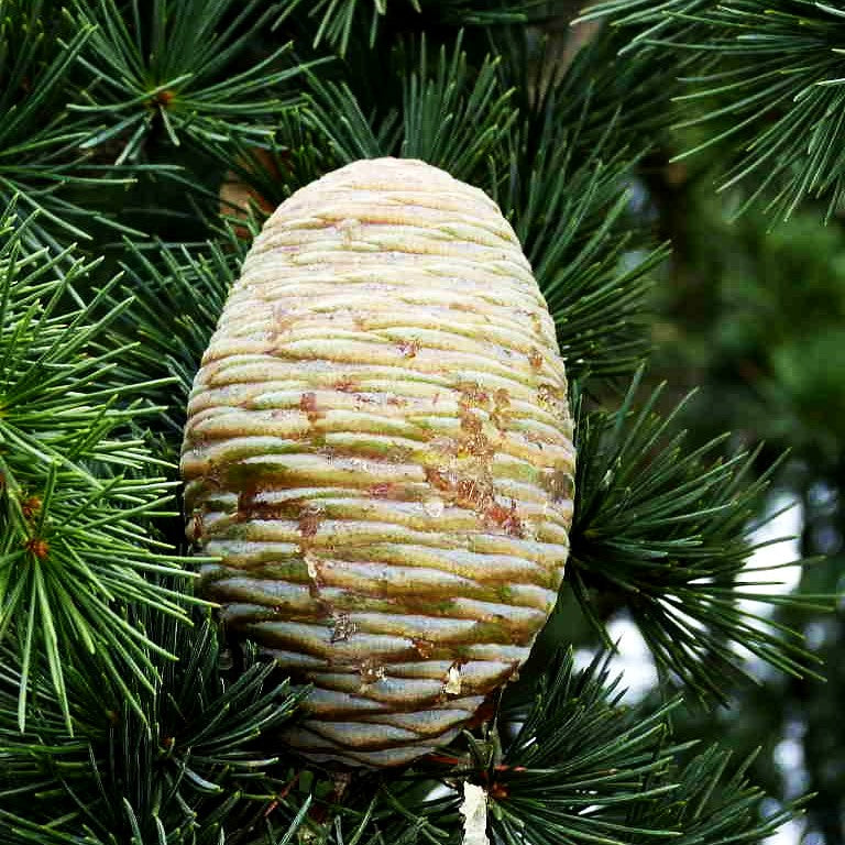 Libanon-Zeder (Cedrus libani)