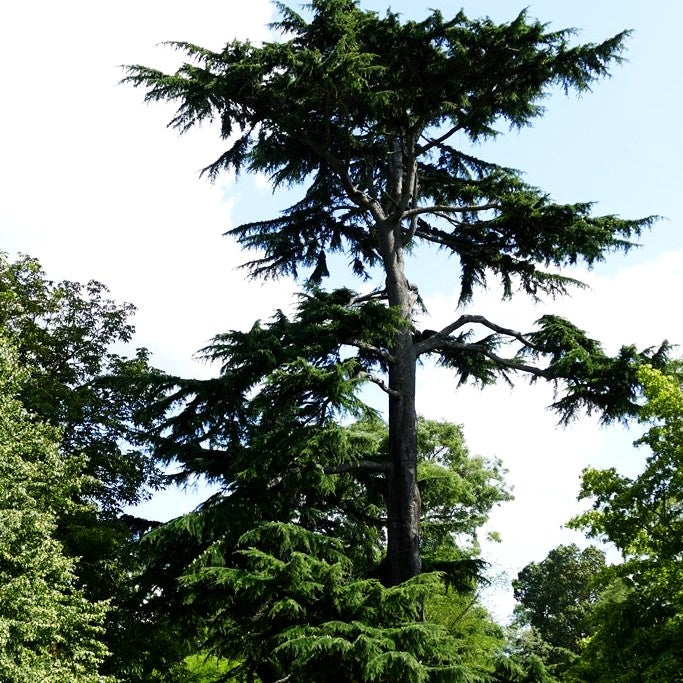 Libanon-Zeder (Cedrus libani)