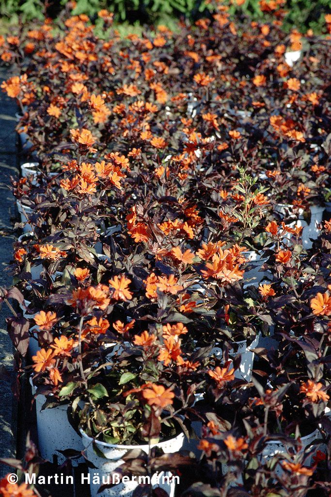 Lichtnelke 'Orange Zwerg' (Lychnis x arkwrightii)