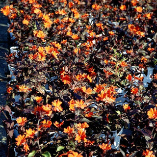 Lichtnelke 'Orange Zwerg' (Lychnis x arkwrightii)