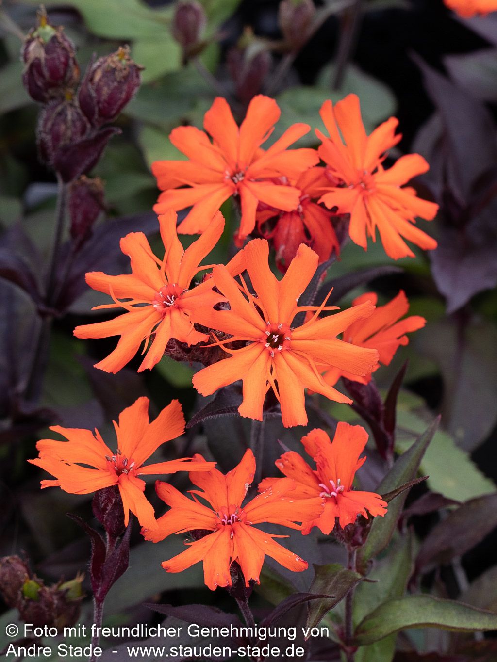 Lichtnelke 'Orange Zwerg' (Lychnis x arkwrightii)