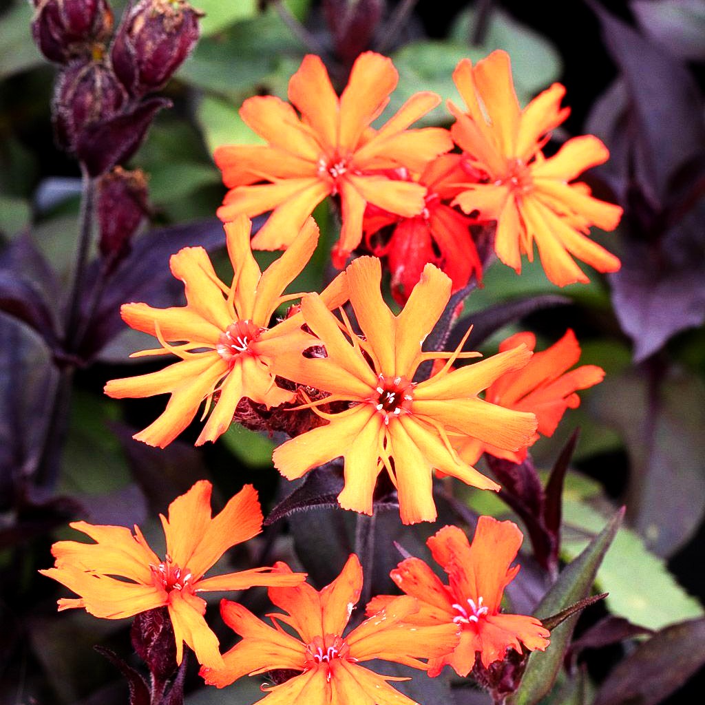 Lichtnelke 'Orange Zwerg' (Lychnis x arkwrightii)