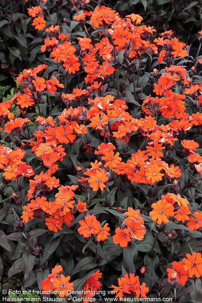 Lichtnelke 'Orange Zwerg' (Lychnis x arkwrightii)