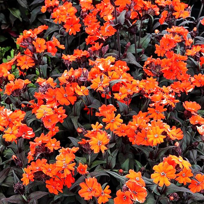 Lichtnelke 'Orange Zwerg' (Lychnis x arkwrightii)