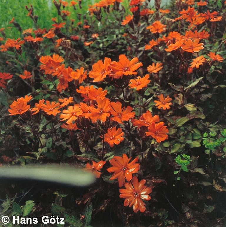Lichtnelke 'Orange Zwerg' (Lychnis x arkwrightii)