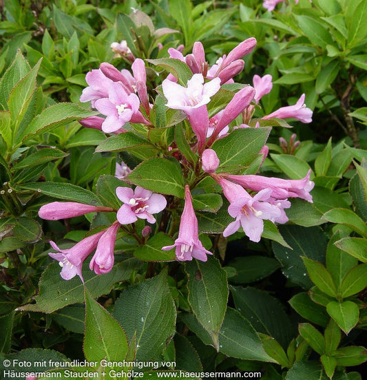 Liebliche Weigelie 'Pink Poppet' (Weigela florida)