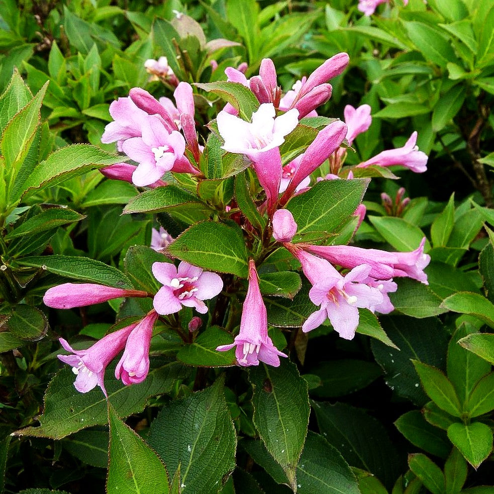Liebliche Weigelie 'Pink Poppet' (Weigela florida)