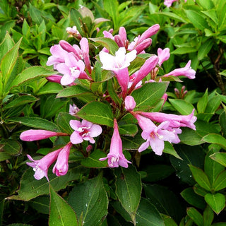 Liebliche Weigelie 'Pink Poppet' (Weigela florida)