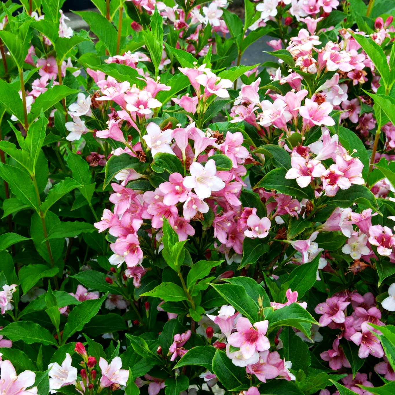 Liebliche Weigelie (Weigela florida)