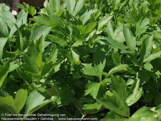 Liebstöckel (Levisticum officinale)