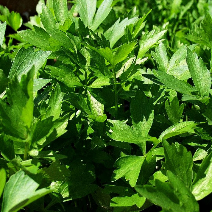Liebstöckel (Levisticum officinale)