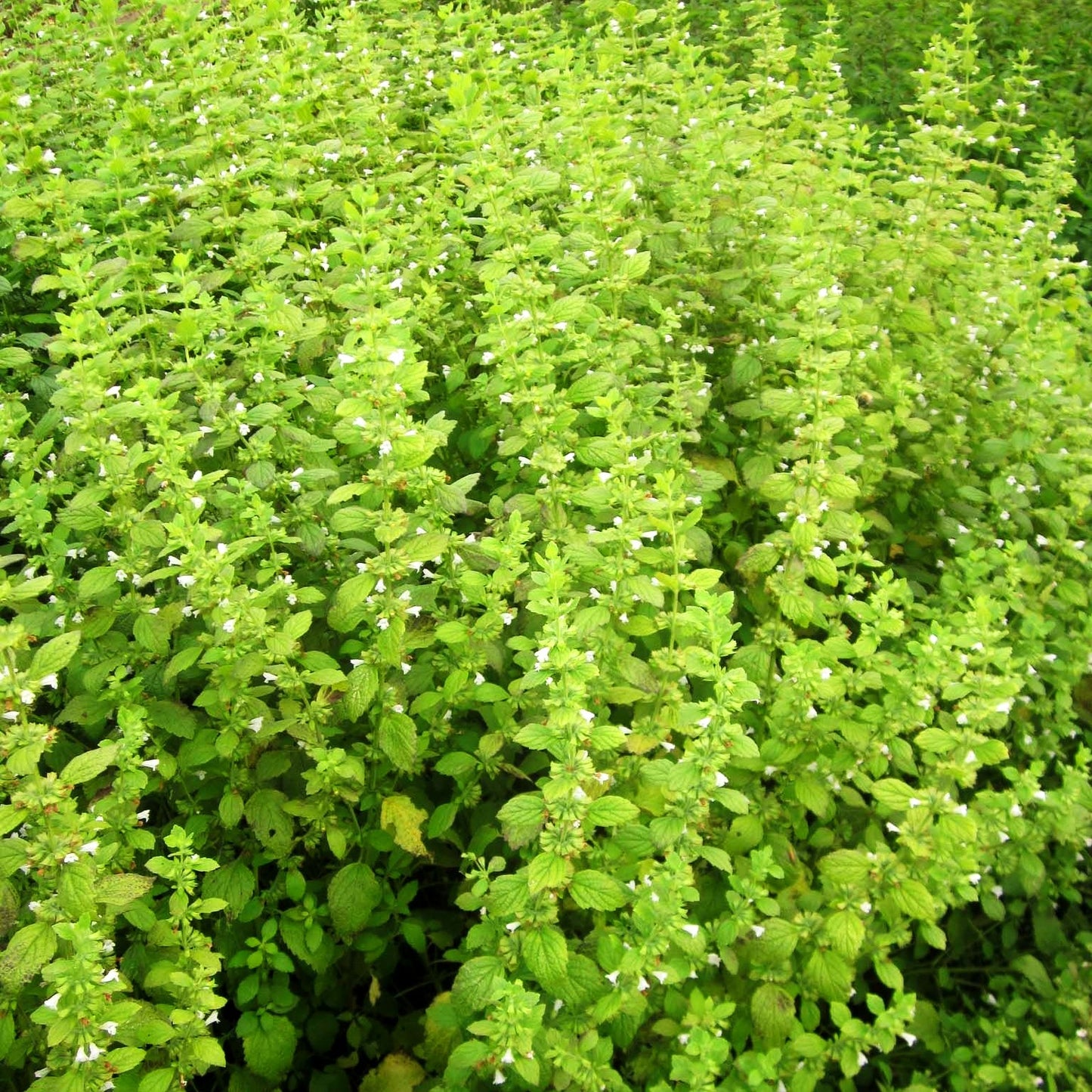 Limonen-Melisse 'Limonii' (Melissa officinalis)