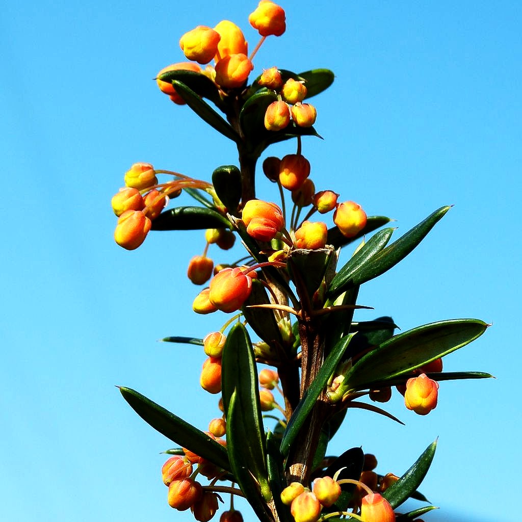 Linearblättrige Berberitze 'Orange King' (Berberis linearifolia)