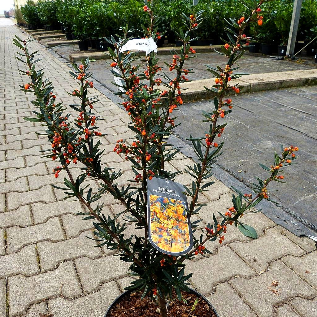 Linearblättrige Berberitze 'Orange King' (Berberis linearifolia)