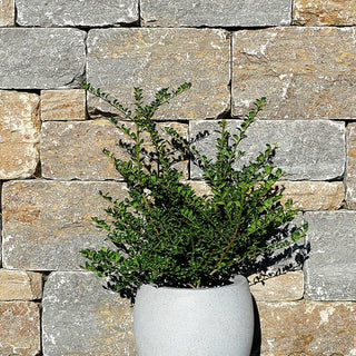 Löffel-Ilex 'Convexa' (Ilex crenata)