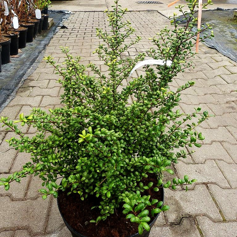 Löffel-Ilex 'Convexa' (Ilex crenata)