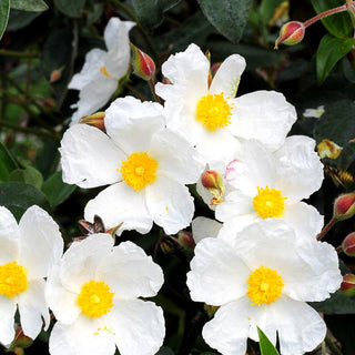 Lorbeerblättrige Zistrose (Cistus laurifolius)