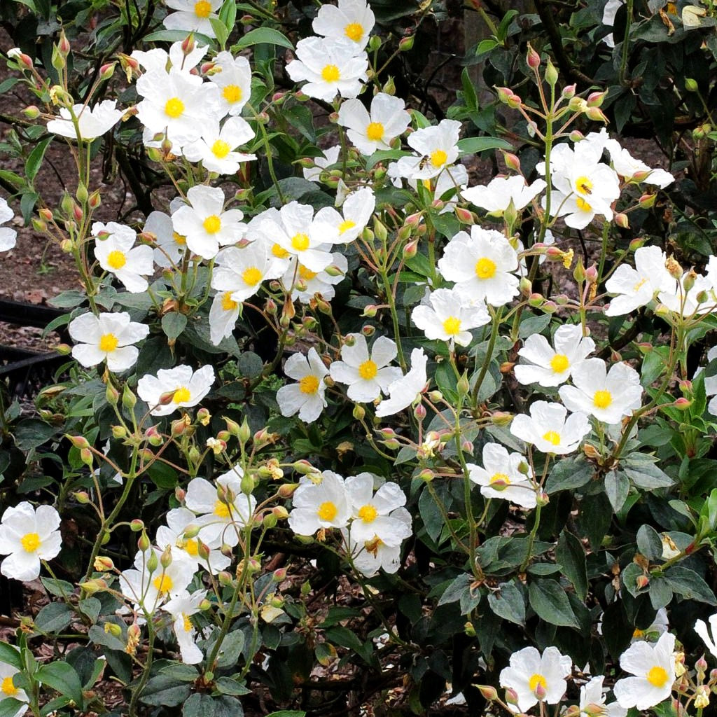 Lorbeerblättrige Zistrose (Cistus laurifolius)