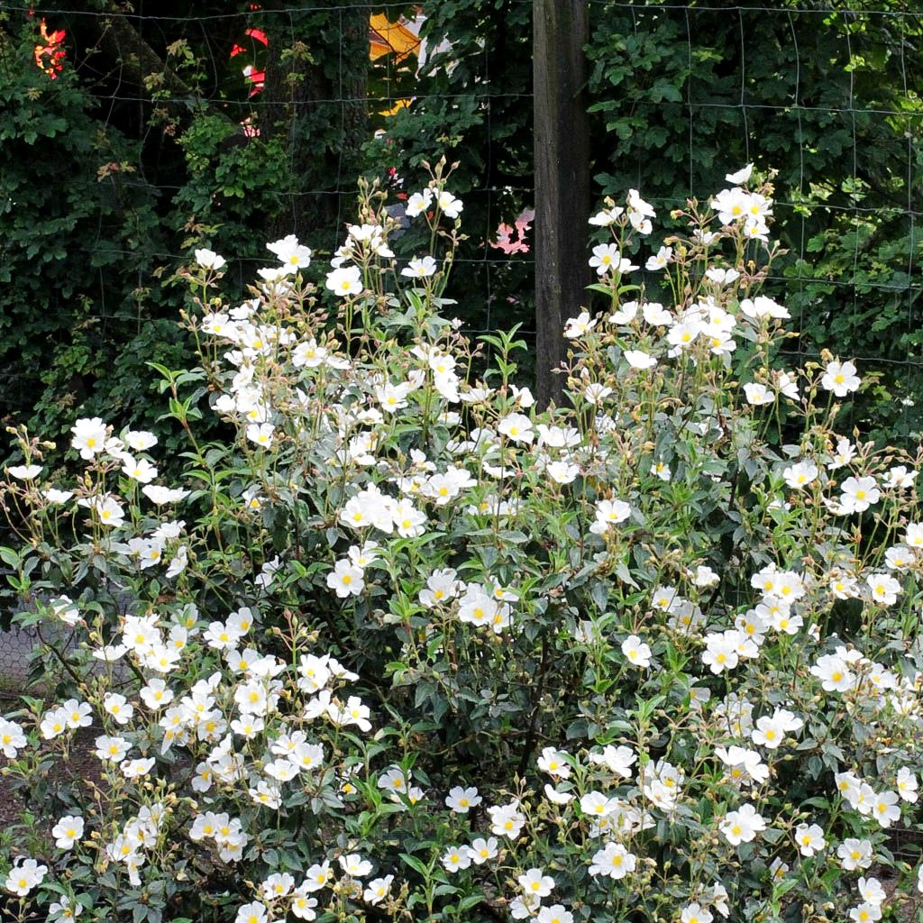 Lorbeerblättrige Zistrose (Cistus laurifolius)
