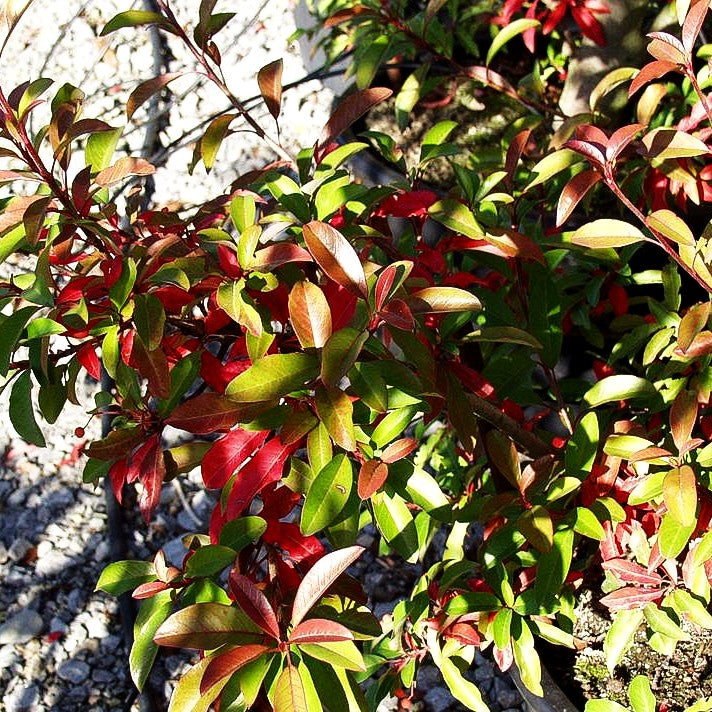 Lorbeermispel (Stranvaesia davidiana)