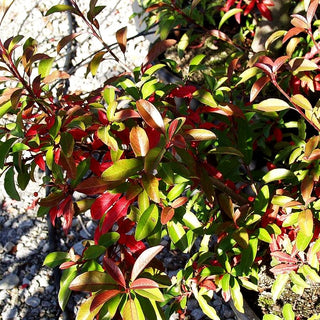 Lorbeermispel (Stranvaesia davidiana)