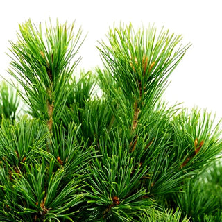 Mädchen-Kiefer 'Kokuho' (Pinus parviflora)