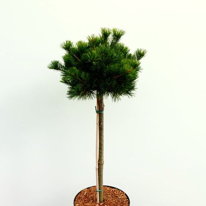 Mädchen-Kiefer 'Kokuho' (Pinus parviflora)