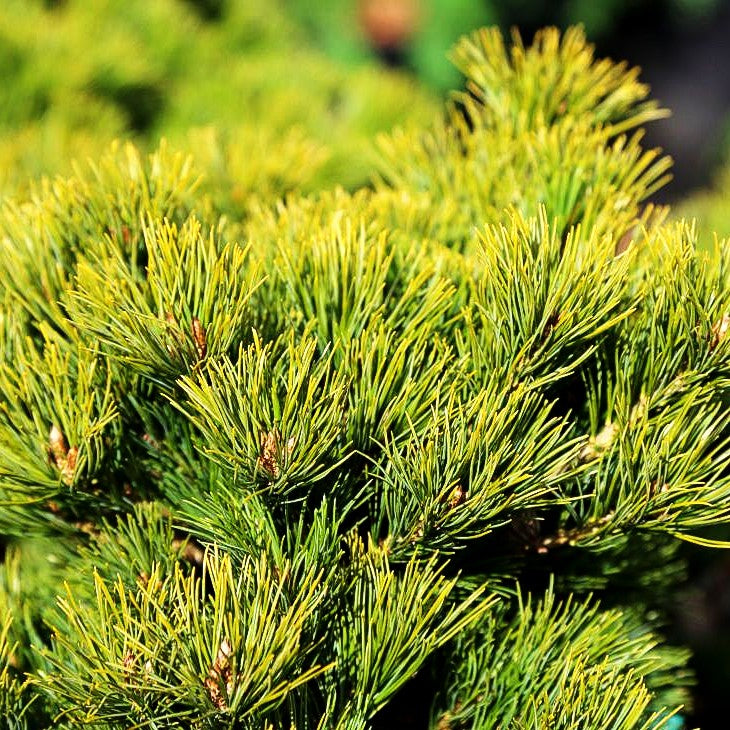 Mädchen-Kiefer 'Kokuho' (Pinus parviflora)