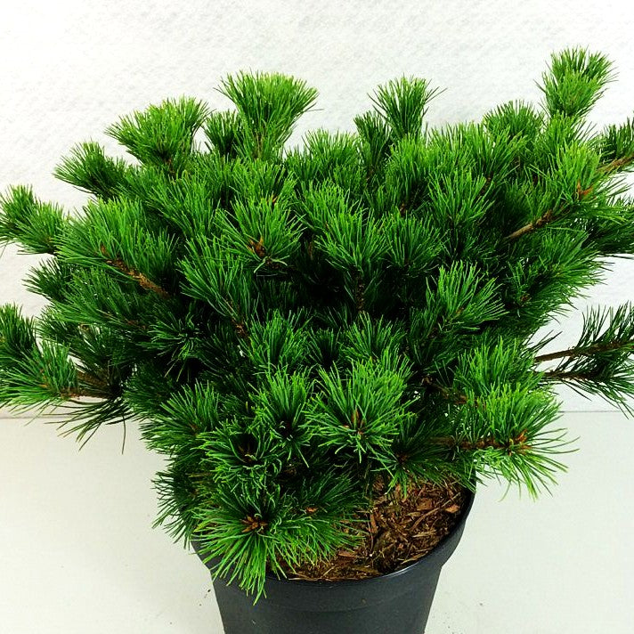 Mädchen-Kiefer 'Kokuho' (Pinus parviflora)