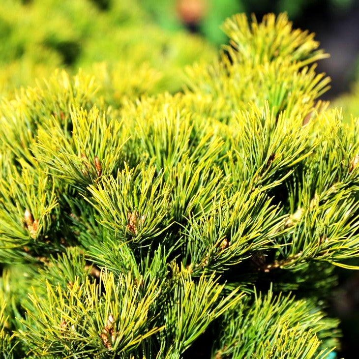 Mädchen-Kiefer 'Kokuho' (Pinus parviflora)