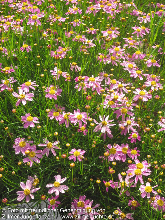 Mädchenauge 'American Dream' (Coreopsis rosea)