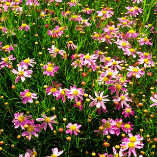 Mädchenauge 'American Dream' (Coreopsis rosea)