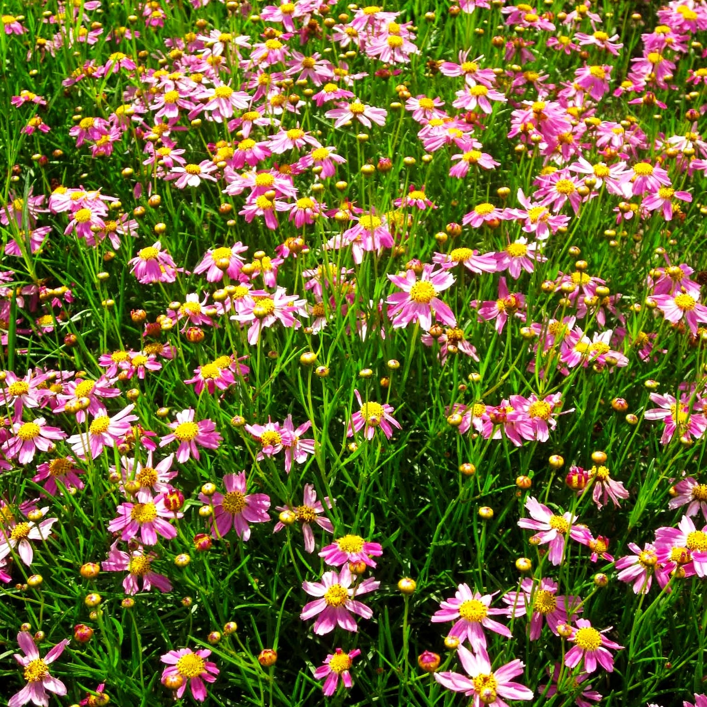 Mädchenauge 'American Dream' (Coreopsis rosea)