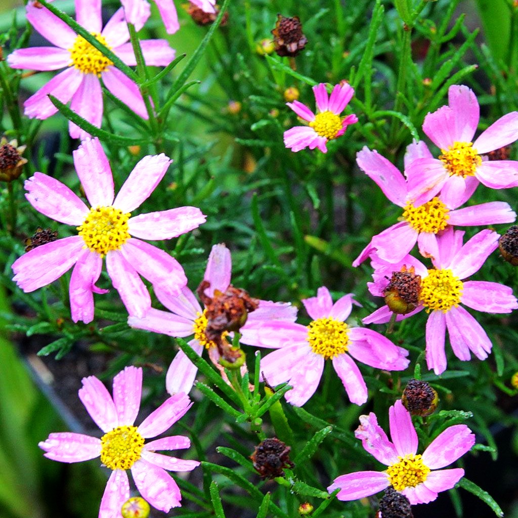 Mädchenauge 'American Dream' (Coreopsis rosea)