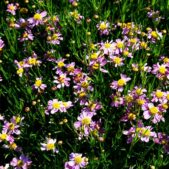 Mädchenauge 'American Dream' (Coreopsis rosea)