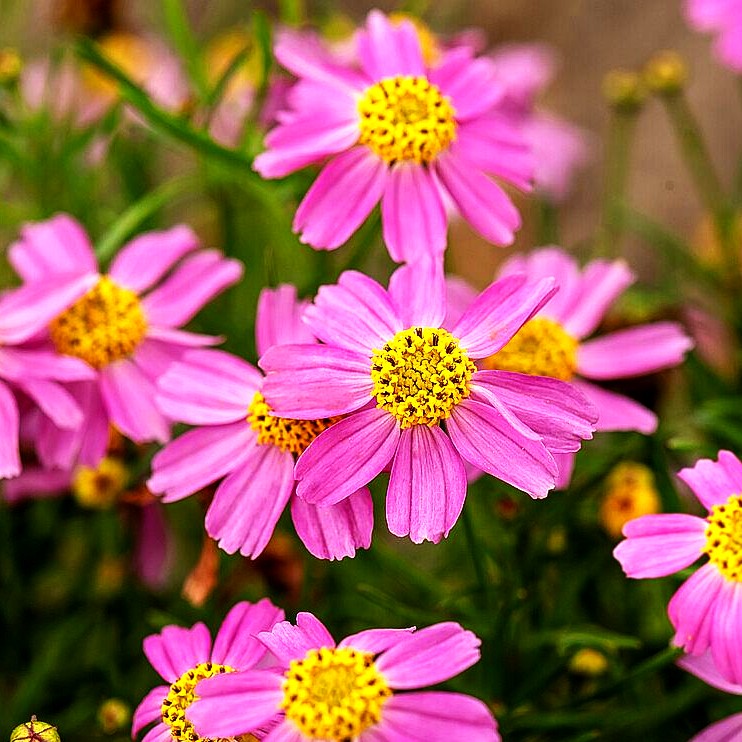 Mädchenauge 'American Dream' (Coreopsis rosea)